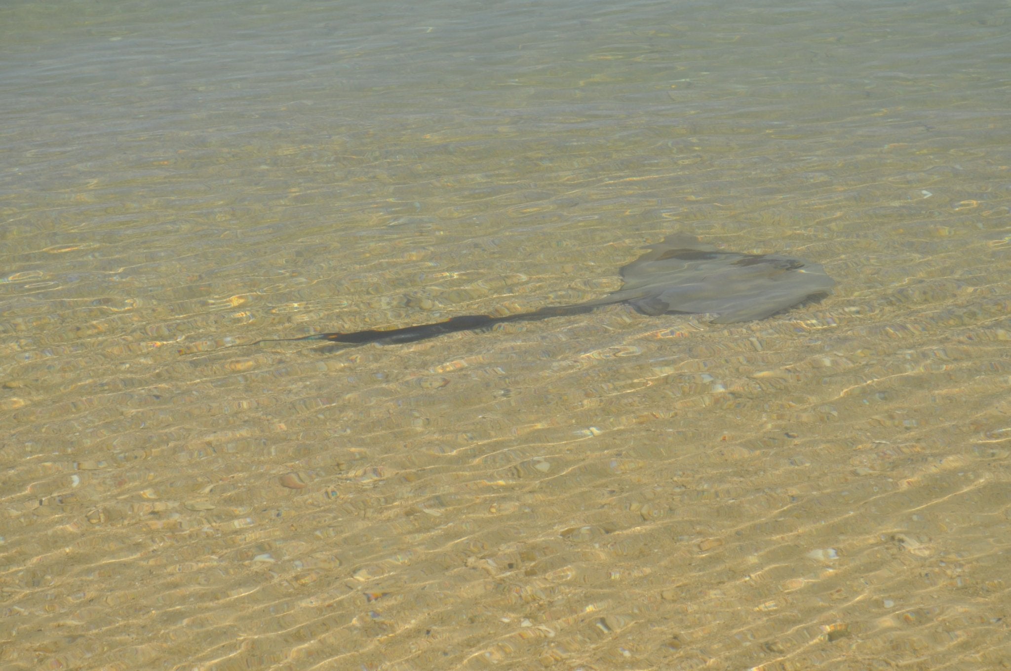 Digital Download Stingray.